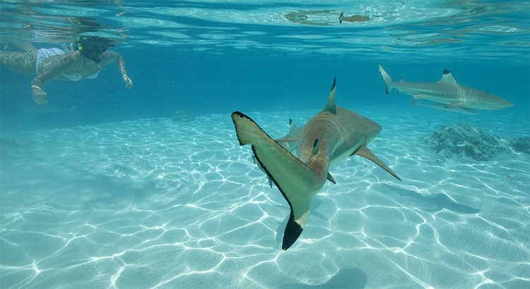 Tahiti Moorea Schnorcheln mit Haien Foto Tahiti Tourism